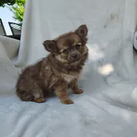 Kisses, a female Pomchi for sale in Pine Grove, PA – 5 of 6