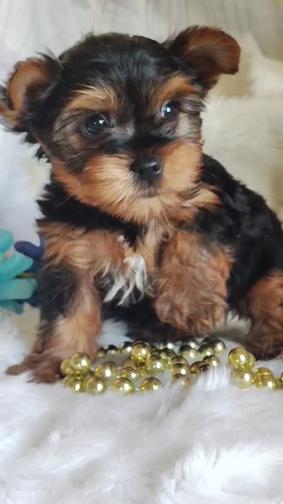 Linus, a male Yorkshire Terrier for sale in Pine Grove, PA – 5 of 5
