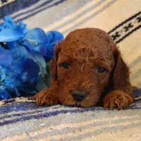 Sully, a male Miniature Goldendoodle for sale in Pine Grove, PA – 2 of 3