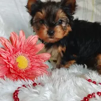 Annabelle, a female Yorkshire Terrier for sale in Pine Grove, PA – 1 of 4