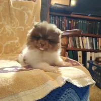 Pudding, a male Pomeranian for sale in Pine Grove, PA – 3 of 4