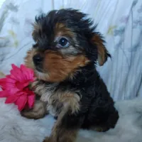 June bug, a female Yorkshire Terrier for sale in Pine Grove, PA – 3 of 5