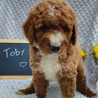 Toby, a male Goldendoodle for sale in Pine Grove, PA – 3 of 5