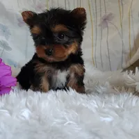 Tinkerbell, a female Yorkshire Terrier for sale in Pine Grove, PA – 4 of 4