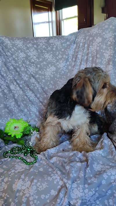 Freddiola, a male Yorkshire Terrier for sale in Pine Grove, PA – 6 of 7