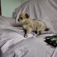 Barbie, a female Pomchi for sale in Pine Grove, PA – 6 of 8