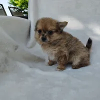 Kit kat, a female Pomchi for sale in Pine Grove, PA – 5 of 6
