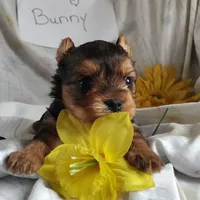 Bunny, a female Yorkshire Terrier for sale in Pine Grove, PA – Photo 2 of 4