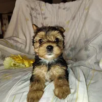 Bunny, a female Yorkshire Terrier for sale in Pine Grove, PA – Photo 2 of 4