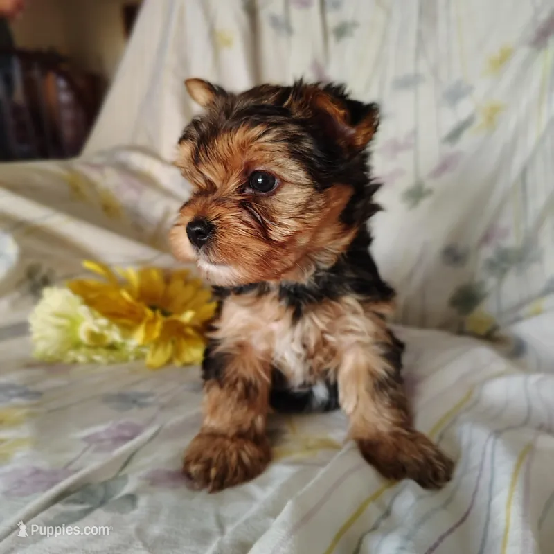 Bunny – Yorkshire Terrier puppy for sale in Pine Grove, PA