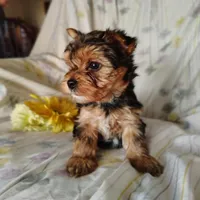Bunny, a female Yorkshire Terrier for sale in Pine Grove, PA – Photo 1 of 4