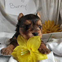 Bunny, a female Yorkshire Terrier for sale in Pine Grove, PA – Photo 1 of 4