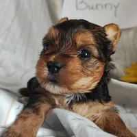 Bunny, a female Yorkshire Terrier for sale in Pine Grove, PA – Photo 3 of 4
