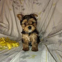 Bunny, a female Yorkshire Terrier for sale in Pine Grove, PA – Photo 3 of 4