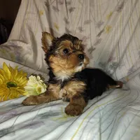 Bunny, a female Yorkshire Terrier for sale in Pine Grove, PA – Photo 4 of 4