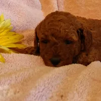 Sunshine, a female Miniature Goldendoodle for sale in Pine Grove, PA – 6 of 9
