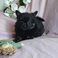 Bebe, a female Pomchi for sale in Pine Grove, PA – 6 of 10
