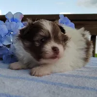 Blueberry, a male Pomeranian for sale in Pine Grove, PA – Photo 5 of 6