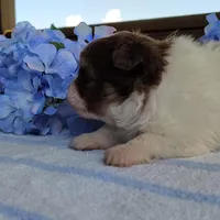 Blueberry, a male Pomeranian for sale in Pine Grove, PA – Photo 4 of 6