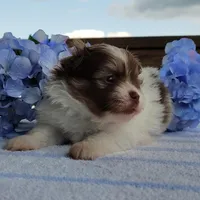 Blueberry, a male Pomeranian for sale in Pine Grove, PA – Photo 3 of 6