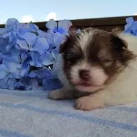 Blueberry, a male Pomeranian for sale in Pine Grove, PA – Photo 2 of 6