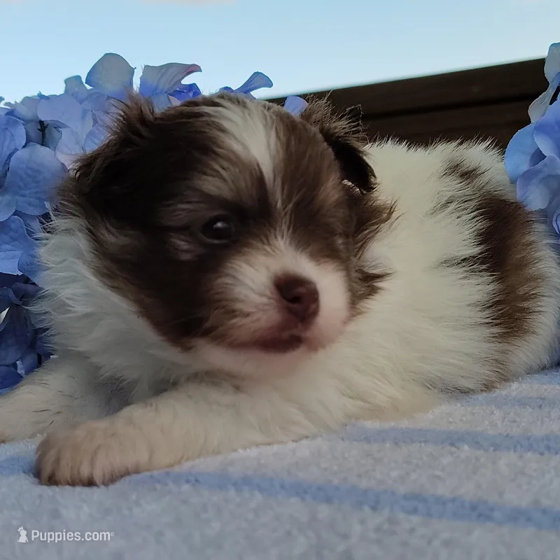 Blueberry – Pomeranian puppy for sale in Pine Grove, PA