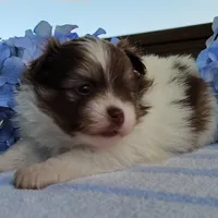 Blueberry, a male Pomeranian for sale in Pine Grove, PA – Photo 1 of 6