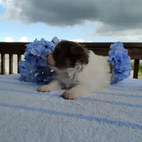 Blueberry, a male Pomeranian for sale in Pine Grove, PA – Photo 6 of 6