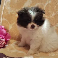 Passion fruit , a female Pomeranian for sale in Pine Grove, PA – 3 of 5