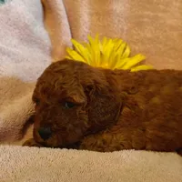 Sunshine, a female Miniature Goldendoodle for sale in Pine Grove, PA – 3 of 9