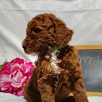 Bonnie , a female Miniature Goldendoodle for sale in Pine Grove, PA – 2 of 5