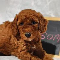 Blossom , a female Miniature Goldendoodle for sale in Pine Grove, PA – 4 of 5