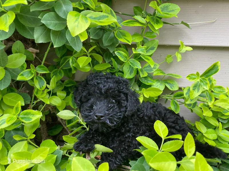 Shanea – Poodle - Miniature  puppy for sale in Pine Grove, PA