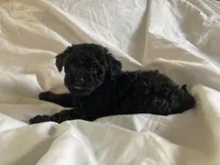 Shanea, a female Poodle - Miniature  for sale in Pine Grove, PA – Photo 3 of 3