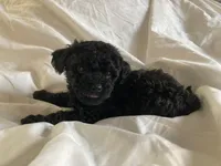 Shanea, a female Poodle - Miniature  for sale in Pine Grove, PA – Photo 2 of 3