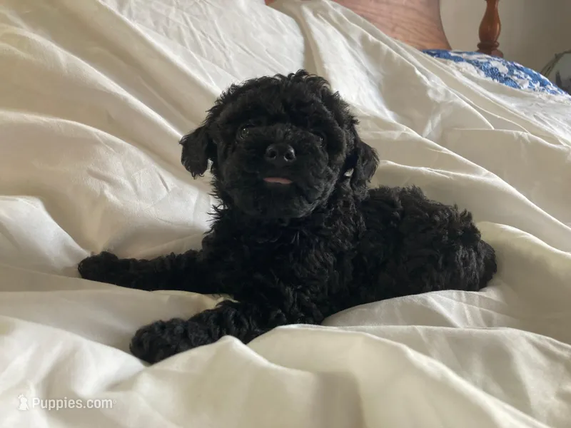 Shanea – Poodle - Miniature  puppy for sale in Pine Grove, PA