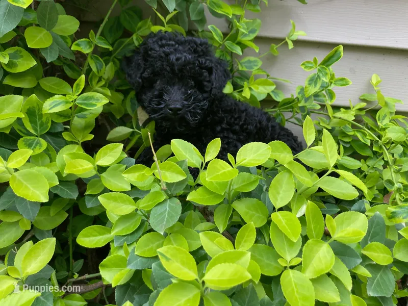 Shanea – Poodle - Miniature  puppy for sale in Pine Grove, PA