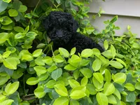 Shanea, a female Poodle - Miniature  for sale in Pine Grove, PA – 2 of 3
