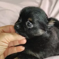 Bebe, a female Pomchi for sale in Pine Grove, PA – 2 of 5