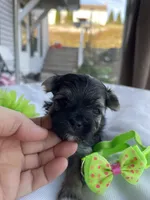 Elf, a male Morkie for sale in Pine Grove, PA – Photo 3 of 6