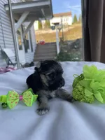 Elf, a male Morkie for sale in Pine Grove, PA – Photo 2 of 6