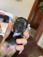 Elf, a male Morkie for sale in Pine Grove, PA – Photo 4 of 6