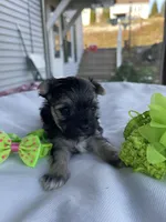 Elf, a male Morkie for sale in Pine Grove, PA – Photo 1 of 6