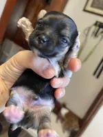 Elf, a male Morkie for sale in Pine Grove, PA – Photo 6 of 6