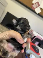 Elf, a male Morkie for sale in Pine Grove, PA – Photo 5 of 6