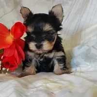 Emma, a female Yorkshire Terrier for sale in Pine Grove, PA – 2 of 5