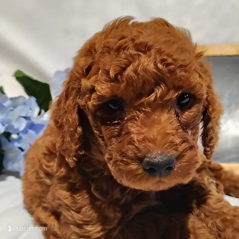 Benny – Miniature Goldendoodle puppy for sale in Pine Grove, PA