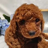 Benny, a male Miniature Goldendoodle for sale in Pine Grove, PA – 1 of 6