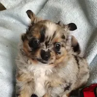 Boots, a male Pomchi for sale in Pine Grove, PA – 2 of 6