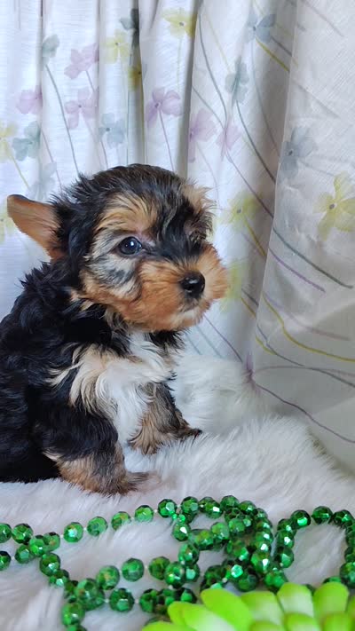 Jet, a male Yorkshire Terrier for sale in Pine Grove, PA – 6 of 6